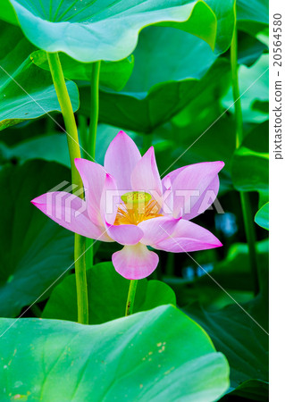 Taiwan Tainan White River Lotus Asia Taiwan Lotus 20564580
