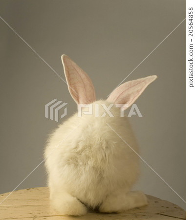 mad rabbit 20564858