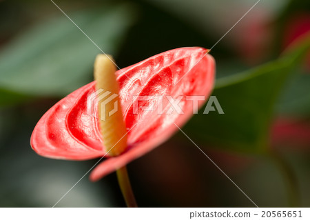 Red Caladium 20565651