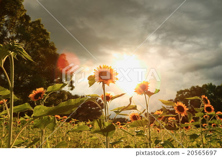 Sunflower 20565697