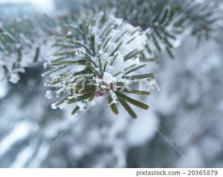 Winter·Kita Yatsugatake Winter·Kita Yatsugatake 20565879