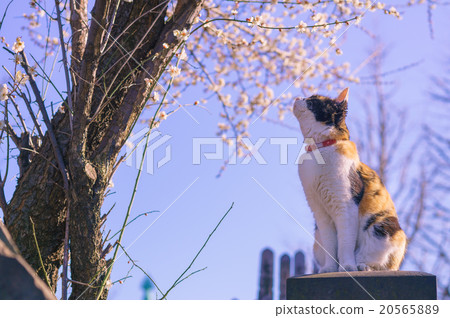 桜と猫 桜と猫 20565889