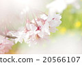 櫻花 櫻花 20566107