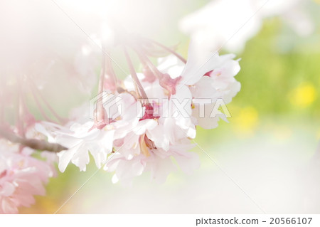 Cherry Blossoms   20566107