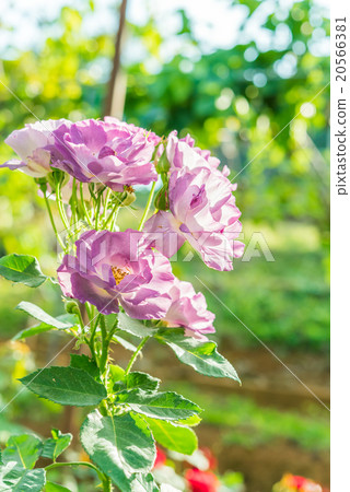 a bunch of roses in the garden 20566381