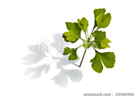 small ginkgo tree on the white background small ginkgo tree on the white background 20566408