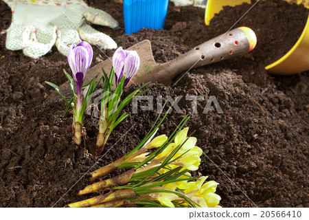 planting of violet crocus 20566410