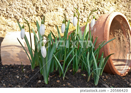 snowdrops with old planter 20566420