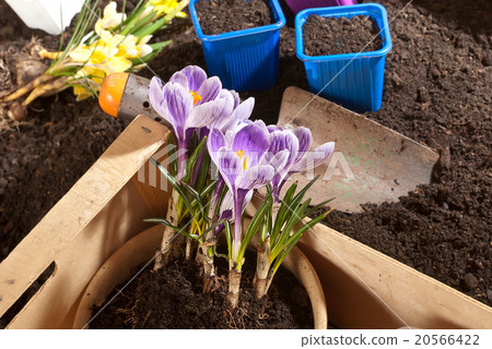 planting of crocus planting of crocus 20566422