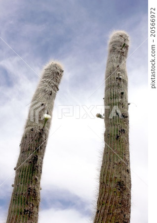 South America South At the foot of the Andes of northern Chile Atacama Flower bloomed in a cactus growing in the highland 20566972