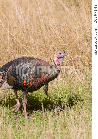 Wild Turkey Gobbler Wild Turkey Gobbler 20567148