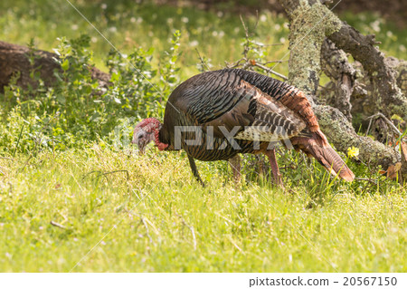 Wild Turkey Gobbler 20567150