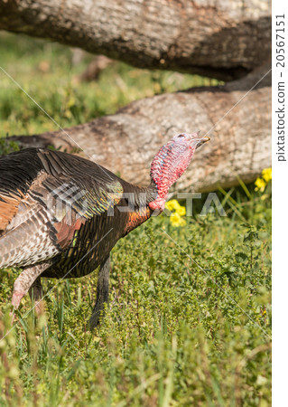 Wild Turkey Gobbler Wild Turkey Gobbler 20567151