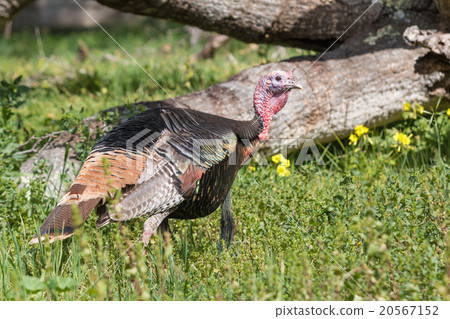 Wild Turkey Gobbler Wild Turkey Gobbler 20567152