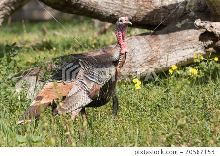 Wild Turkey Gobbler Wild Turkey Gobbler 20567153
