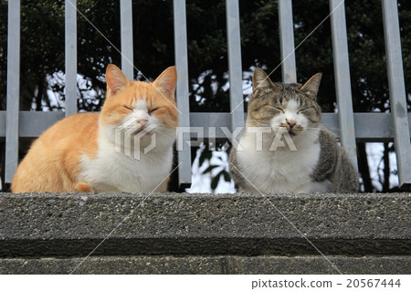 Two sibling cats who sleep in line with each other outside the fence of the park 20567444