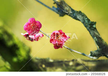 花 20568026