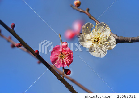 Flowers Flowers 20568031