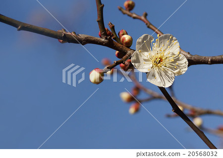 Flowers Flowers 20568032