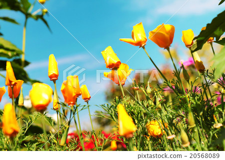very beautiful california poppy flower very beautiful california poppy flower 20568089