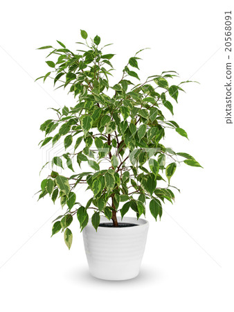 young Ficus benjamina a potted plant isolated 20568091