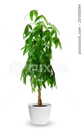 Pachira aquatica a potted plant isolated Pachira aquatica a potted plant isolated 20568094