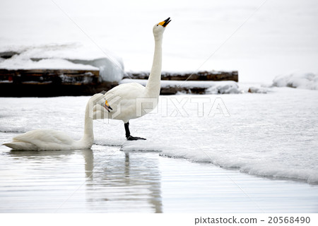 冬天天鵝的天鵝Kussharo湖在沙子水中 20568490