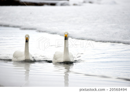 冬天天鵝的天鵝Kussharo湖在沙子水中 20568494