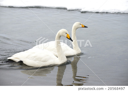 Swan Kussharo Lake in winter swans in sand water Swan Kussharo Lake in winter swans in sand water 20568497