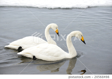 Swan Kussharo Lake in winter swans in sand water Swan Kussharo Lake in winter swans in sand water 20568498