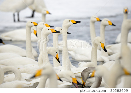 Swan Kussharo Lake in winter swans in sand water Swan Kussharo Lake in winter swans in sand water 20568499