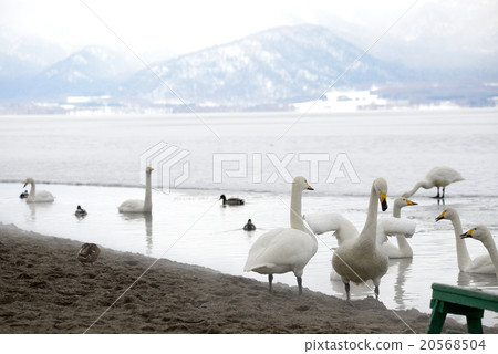 Swan Kussharo Lake in winter swans in sand water Swan Kussharo Lake in winter swans in sand water 20568504