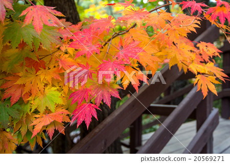 Maple in autumn in korea. 20569271