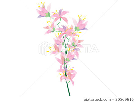 abstract azalea flowers on white background 20569616