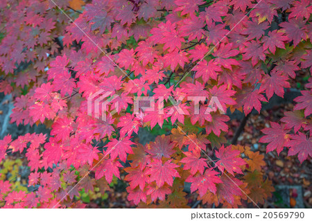 Maple in autumn in korea. Maple in autumn in korea. 20569790