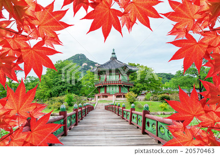 Gyeongbokgung Palace  autumn leaves in Korea. 20570463