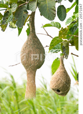 Baya weaver nest 20571047