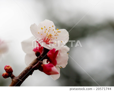 Plum blossom Plum blossom 20571744