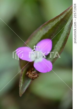 志村Sakitsuyukusa 20571904