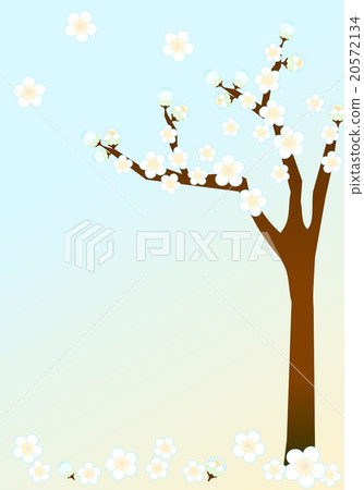 Background (White plum) Background (White plum) 20572134