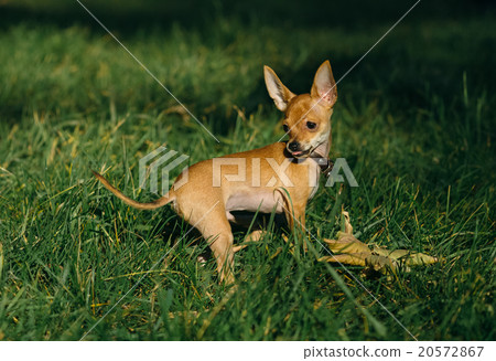 Russian Toy Terrier Russian Toy Terrier 20572867