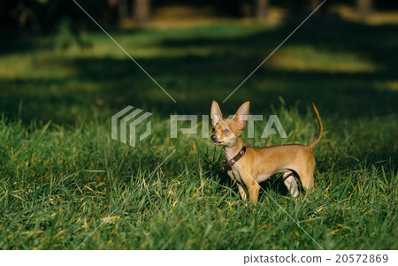 Russian Toy Terrier Russian Toy Terrier 20572869