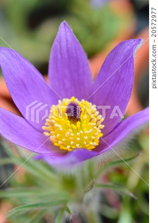 Okinagusa Okinagusa 20572977