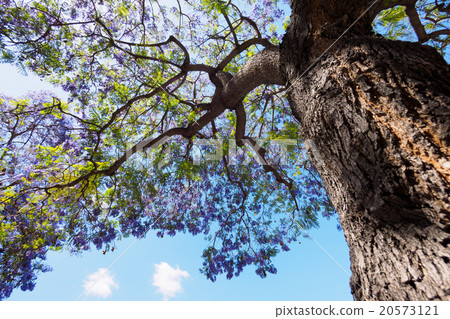 jacaranda tree and bloom 20573121