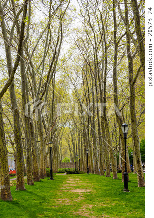 light green trees on park light green trees on park 20573124