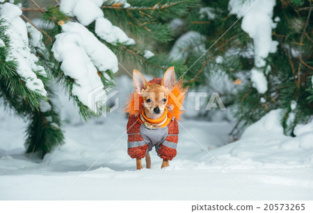 Russian Toy Terrier Russian Toy Terrier 20573265