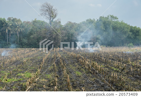 Burnt sugarcane field after harvest 20573409