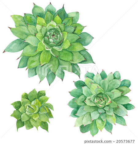 Watercolor Sukkulent Painting 20573677