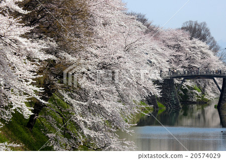 Cherry blossoms at Kasumi Park 20574029