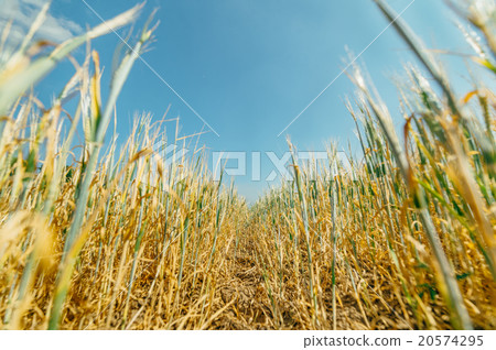 wheat field 20574295